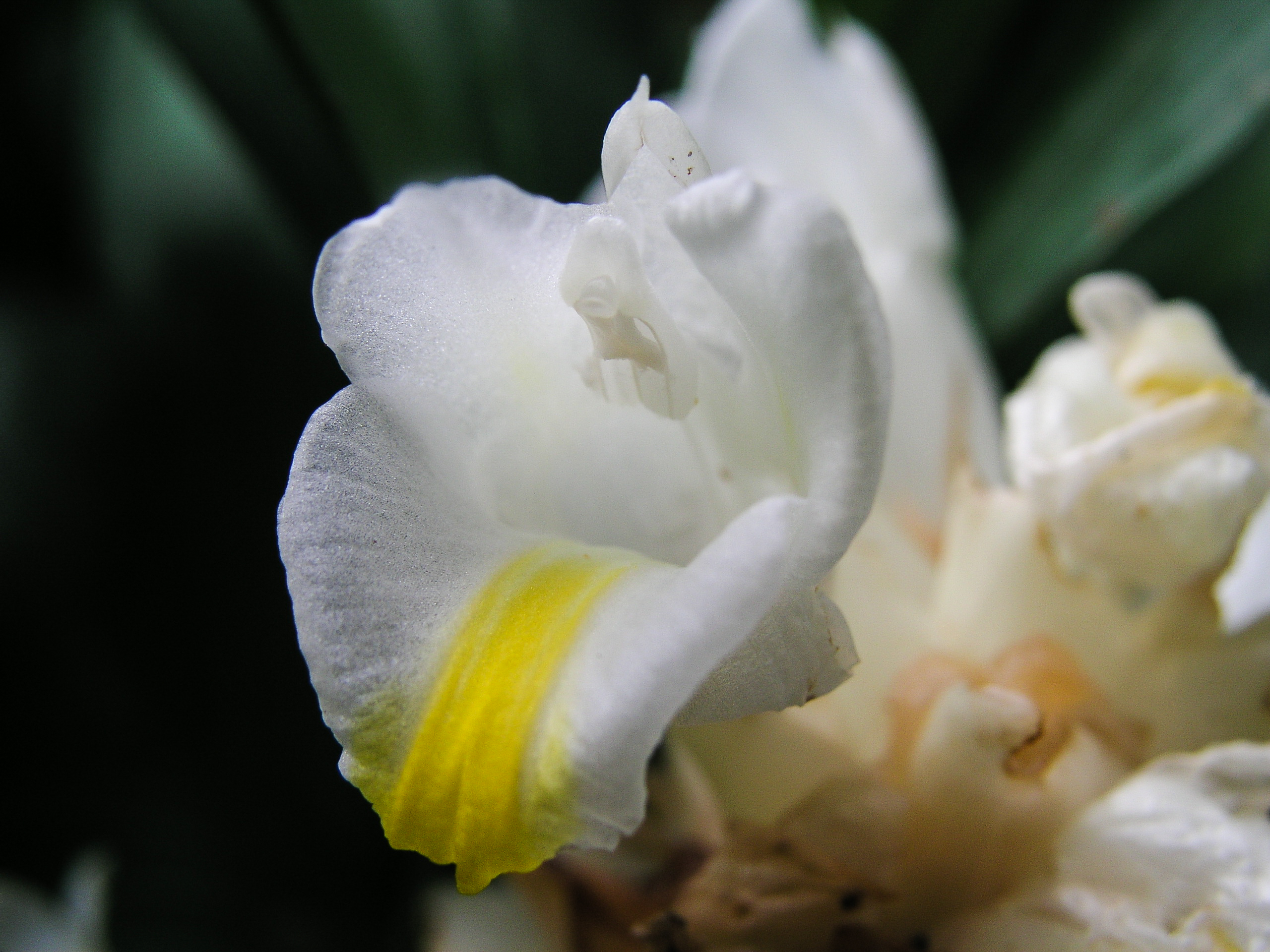 มหาอุดม Curcuma cochinensis Gagnep.<br/>Zingiberaceae